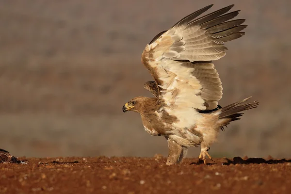 Aigle fauve, Aquila rapax — Photo