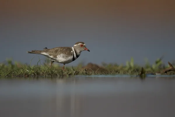 Drie-banded plover, Charadrius tricollaris — Stockfoto