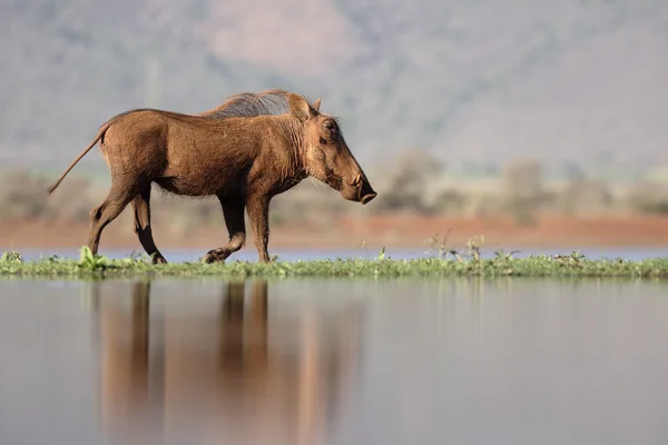 Warthog, Phacochoerus aethiopicus – stockfoto