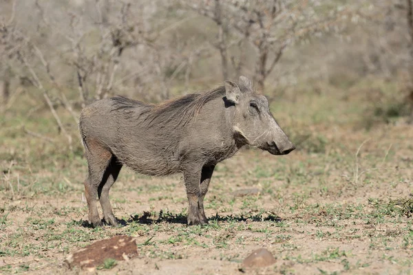 Javali, Phacochoerus aethiopicus — Fotografia de Stock