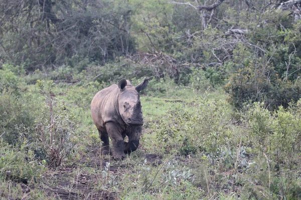 Vit noshörning, diceros simus — Stockfoto