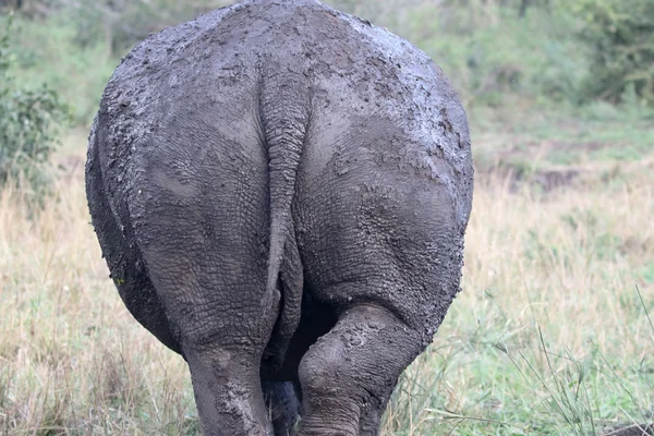 Nosorožec tuponosý, diceros simus — Stock fotografie