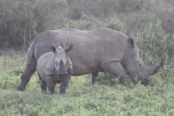 Белый носорог, Diceros simus — стоковое фото