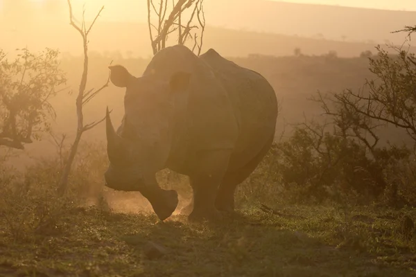 Rhinocéros blanc, Diceros simus — Photo