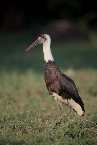 Cigüeña de cuello lanudo, Ciconia episcopus — Foto de Stock