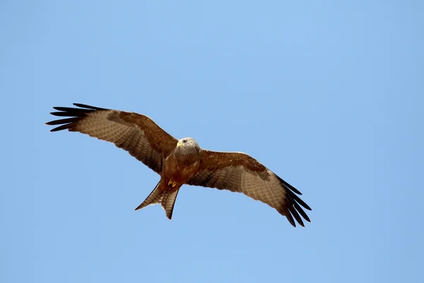 Sárgacsőrű kite Milvus aegyptius — Stock Fotó