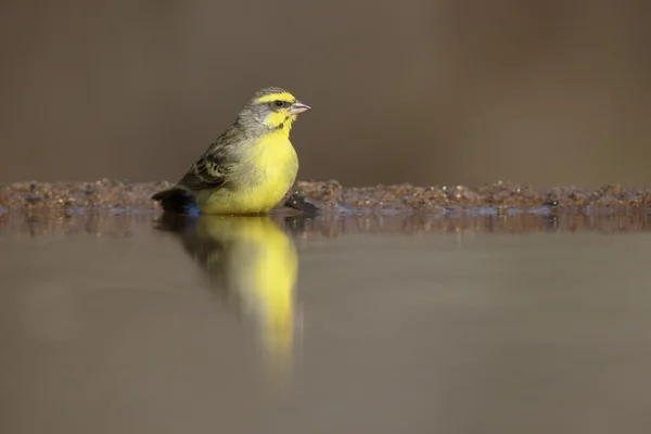 Żółtooki mozambicus Kanarek, Crithagra — Zdjęcie stockowe