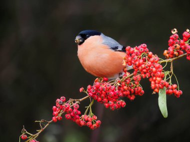Avrasya ispinozu, Pyrrhula pyrrhula, dut yiyen bekar erkek, Warwickshire, Aralık 2020