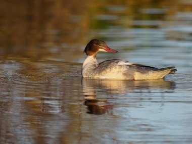 Goosander, Mergus merganser, su üzerindeki bekar kadın, Warwickshire, Aralık 2020