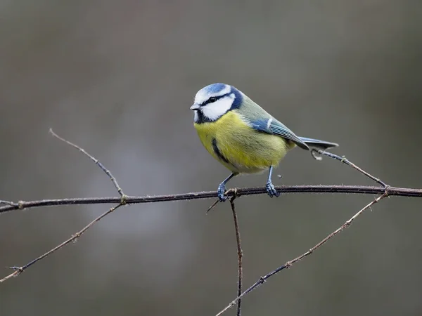 Blue Tit Cyanistes Caeruleus Single Bird Branch Warwickshire December 2020 — Stock fotografie