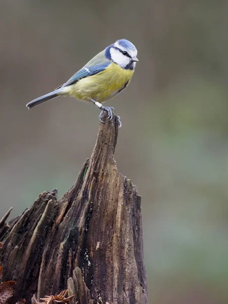 Blue Tit Cyanistes Caeruleus Single Bird Branch Warwickshire December 2020 — Stock Photo, Image