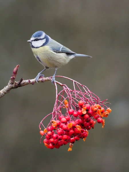 Blaumeise Cyanistes Caeruleus Einzelvogel Auf Vogelbeeren Warwickshire Dezember 2020 — Stockfoto