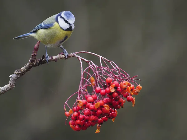 Blue Tit Cyanistes Caeruleus Single Bird Rowan Berries Warwickshire December — Stock Photo, Image