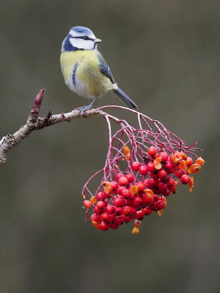 Blue Tit Cyanistes Caeruleus Single Bird Rowan Berries Warwickshire December — ストック写真