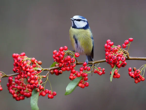 Blue Tit Cyanistes Caeruleus Single Bird Berries Warwickshire December 2020 — Fotografia de Stock