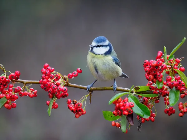 Blaumeise Cyanistes Caeruleus Einzelvogel Auf Beeren Warwickshire Dezember 2020 — Stockfoto