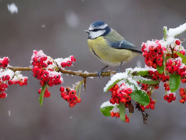 Blue Tit Cyanistes Caeruleus Single Bird Berries Warwickshire December 2020 — Stok fotoğraf