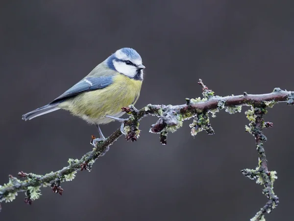 Blue Tit Cyanistes Caeruleus Single Bird Berries Warwickshire December 2020 —  Fotos de Stock