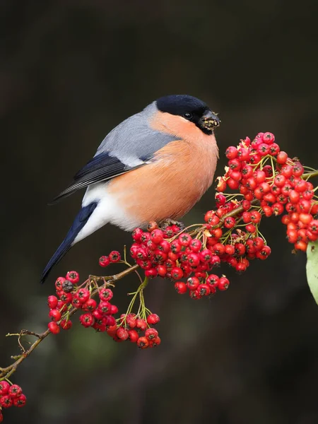 Eurázsiai Bikapinty Pyrrhula Pyrrhula Egyedülálló Férfi Bogyókon Warwickshire 2020 December — Stock Fotó