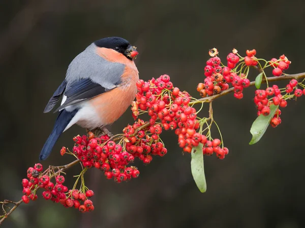 Eurázsiai Bikapinty Pyrrhula Pyrrhula Egyedülálló Férfi Bogyókon Warwickshire 2020 December — Stock Fotó