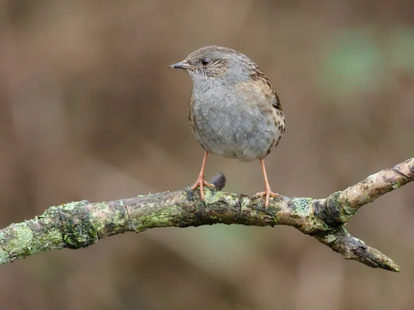 Dunnock Hedge Sparrow Prunella Modularis Single Bird Branch Warwickshire December — стоковое фото