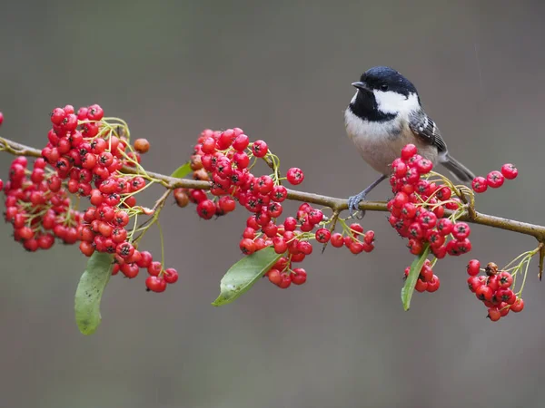 Coal Tit Periparus Ater Single Bird Berries Warwickshire December 2020 —  Fotos de Stock