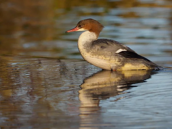 Goosander Mergus Merganser Samička Vodě Warwickshire Prosinec 2020 — Stock fotografie