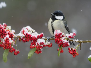 Great tit, Parus major, single bird on berries, Warwickshire, December 2020