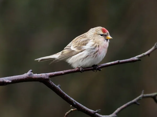 小红点 Acanthis Cabaret Single Bird Branch Warwickshire December 2020 — 图库照片