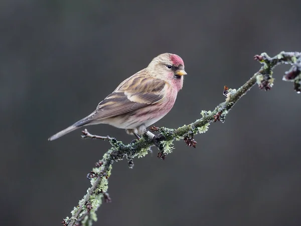 Lesser Redpoll Kabaret Acanthis Pojedynczy Ptak Gałęzi Warwickshire Grudzień 2020 — Zdjęcie stockowe