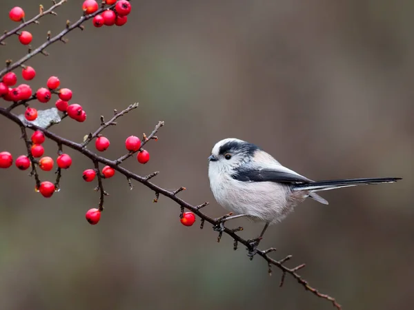 Long Tailed Tit Aegithalos Caudatus Single Bird Berries Warwickshire December — Fotografia de Stock