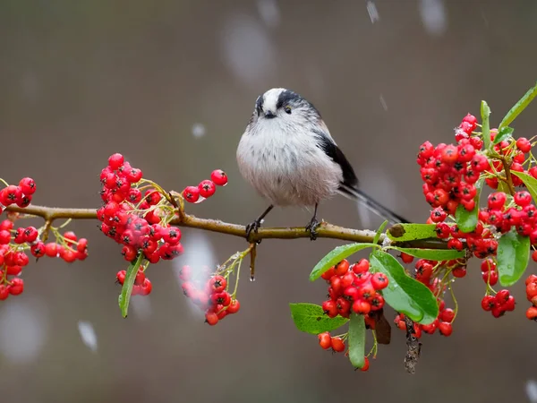 Long Tailed Tit Aegithalos Caudatus Single Bird Berries Warwickshire December — 图库照片