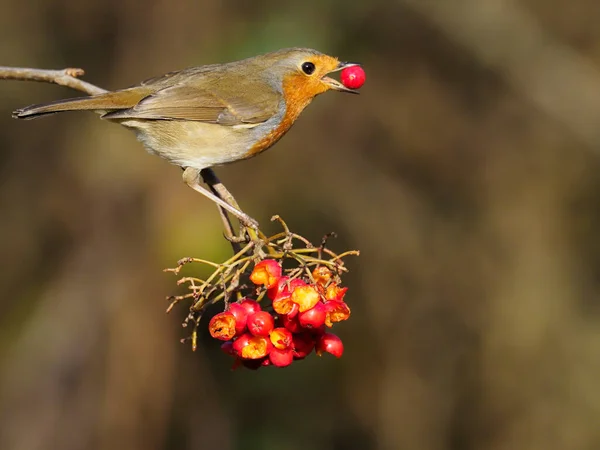 Robin Erithacus Rubecula Single Bird Rowan Berries Warwickshire December 2020 — Stock Photo, Image