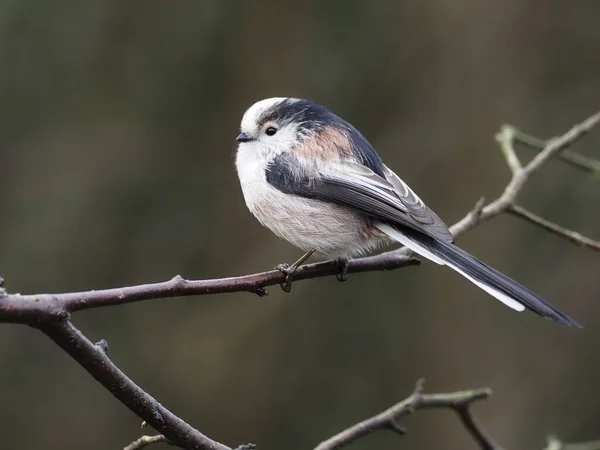 Long Tailed Tit Aegithalos Caudatus Single Bird Branch Warwickshire December — Stock Fotó