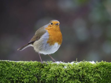 Robin, Erithacus Rubecula, çitteki tek kuş, Warwickshire, Ocak 2021