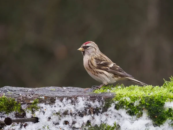 Menší Redpoll Acanthis Cabaret Single Bird Oplocení Warwickshire Jleden 2021 — Stock fotografie