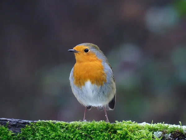 Robin Erithacus Rubecula Pássaro Solteiro Cerca Warwickshire Janeiro 2021 — Fotografia de Stock