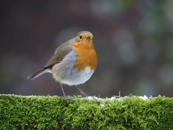 Robin Erithacus Rubecula Uccello Single Sulla Recinzione Warwickshire Gennaio 2021 — Foto Stock