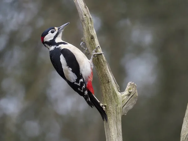 Grote Specht Dendrocopos Major Enkele Man Tak Warwickshire Januari 2021 — Stockfoto