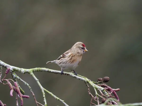 Menor Redpoll Cabaré Acanthis Pássaro Solteiro Catkins Warwickshire Janeiro 2021 — Fotografia de Stock