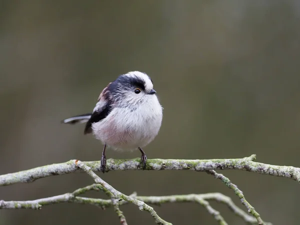 Long Tailed Tit Aegithalos Caudatus Single Bird Branch Warwickshire January — Foto de Stock