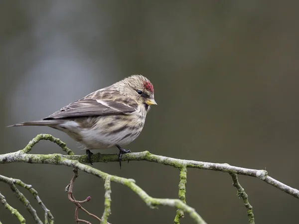 Menší Redpoll Acanthis Cabaret Single Bird Catkins Warwickshire Jleden 2021 — Stock fotografie