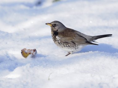 Fieldfare, Turdus Pilaris, kardaki tek kuş, Warwickshire, Ocak 2021