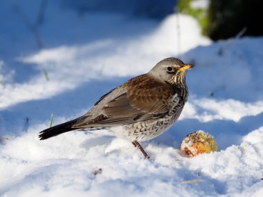 Fieldfare, Turdus Pilaris, kardaki tek kuş, Warwickshire, Ocak 2021