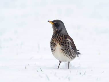 Fieldfare, Turdus Pilaris, kardaki tek kuş, Warwickshire, Ocak 2021
