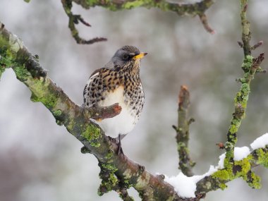 Fieldfare, Turdus Pilaris, Karda tek bir kuş, Warwickshire, Ocak 2021