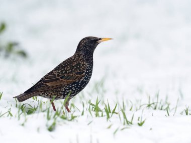 Starling, Sturnus vulgaris, kardaki tek kuş, Warwickshire, Ocak 2021