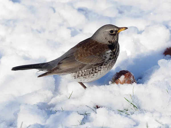Fieldfare Turdus Pilaris Samotny Ptak Śniegu Warwickshire Styczeń 2021 — Zdjęcie stockowe