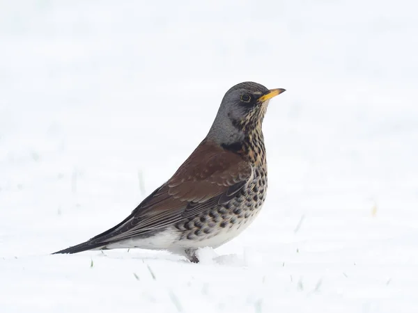 Fieldfare Turdus Pilaris Singel Fågel Snö Warwickshire Januari 2021 — Stockfoto