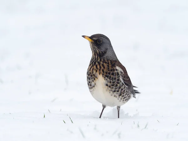 Fieldfare Turdus Pilaris Samotny Ptak Śniegu Warwickshire Styczeń 2021 — Zdjęcie stockowe